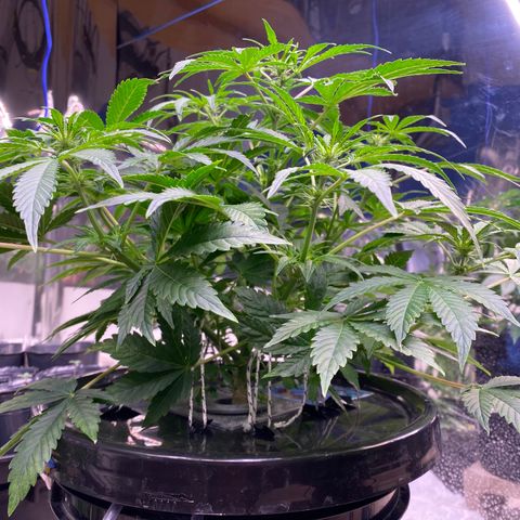 Daiqui 2 growlog timeline photo