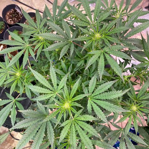 Daiqui 2 growlog timeline photo