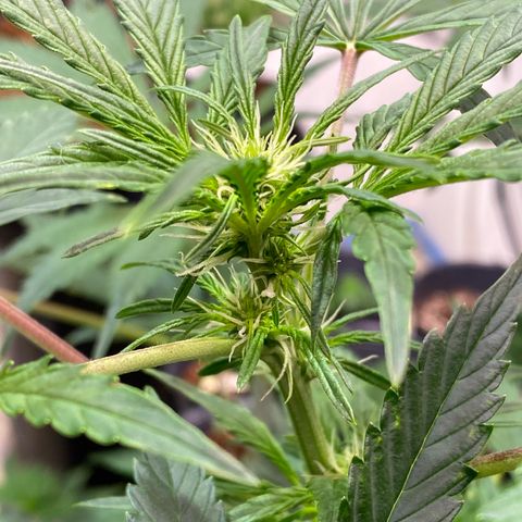 Daiqui 2 growlog timeline photo