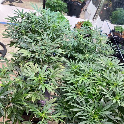 Daiqui 2 growlog timeline photo