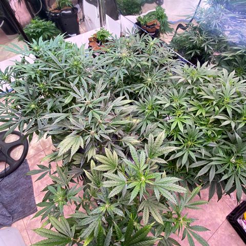 Daiqui 2 growlog timeline photo