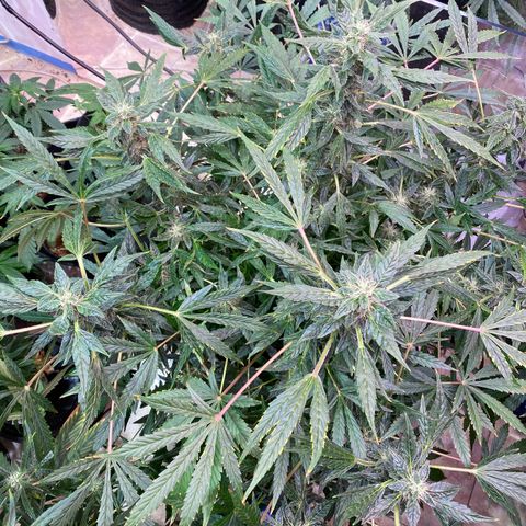 Daiqui 2 growlog timeline photo