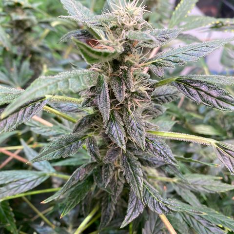 Daiqui 2 growlog timeline photo