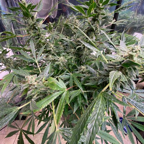 Daiqui 2 growlog timeline photo