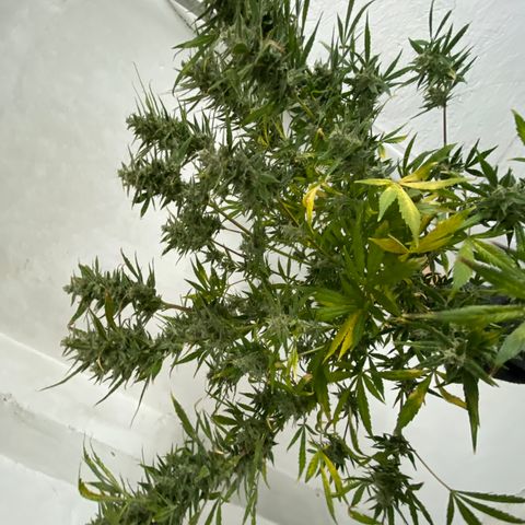 Daiqui 2 growlog timeline photo