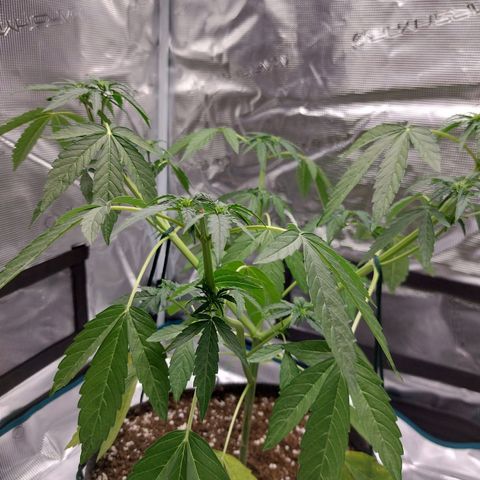 Corkscrew  growlog timeline photo