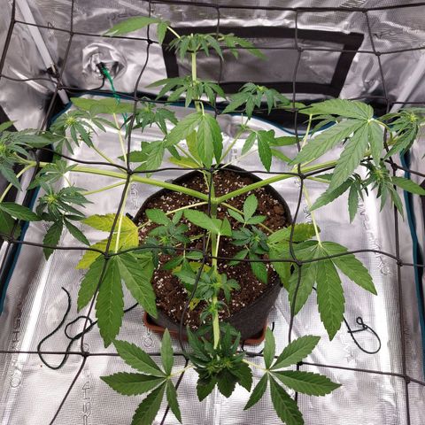 Corkscrew  growlog timeline photo