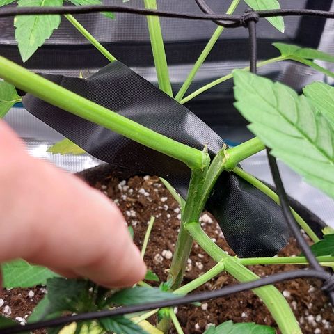 Corkscrew  growlog photo: Pflanze vertikal gerissen. Weniger schlimm als Horizontal. Sollte sich erholen. Mit tape und lockerem Kabelbinder für tape zusammengebunden