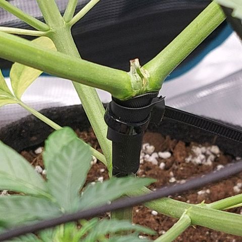 Corkscrew  growlog photo: Pflanze vertikal gerissen. Weniger schlimm als Horizontal. Sollte sich erholen. Mit tape und lockerem Kabelbinder für tape zusammengebunden