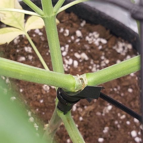 Corkscrew  growlog timeline photo