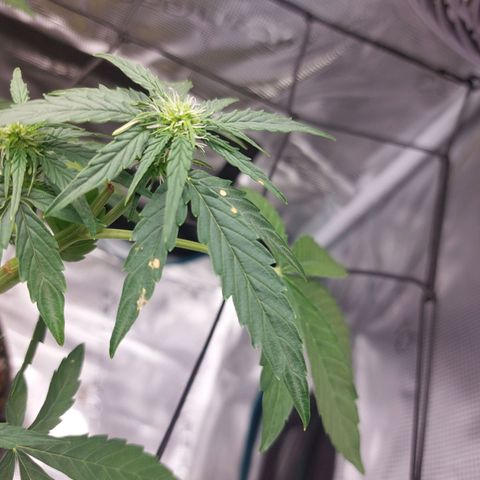 Corkscrew  growlog timeline photo