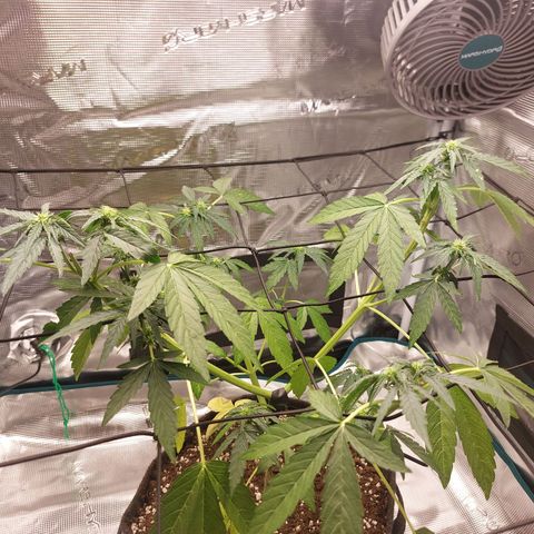 Corkscrew  growlog timeline photo