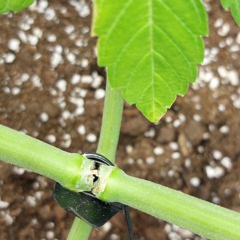 Corkscrew  growlog timeline photo