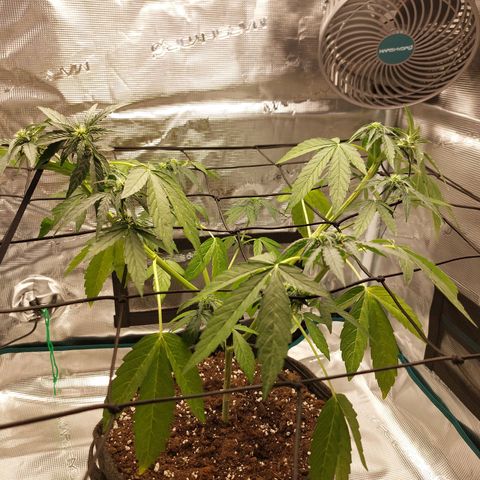 Corkscrew  growlog timeline photo