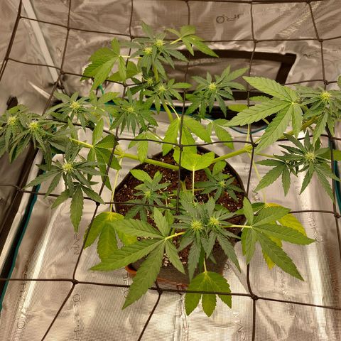 Corkscrew  growlog timeline photo