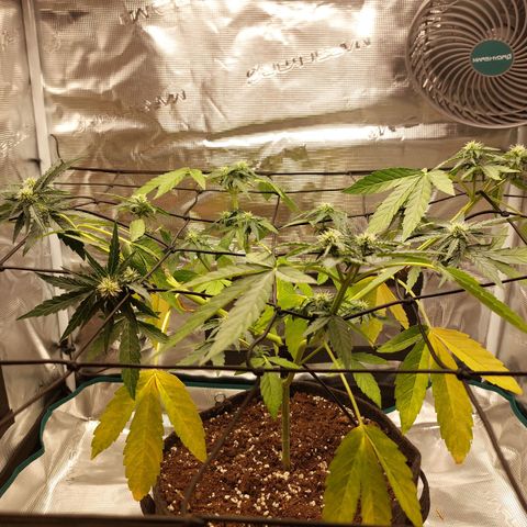 Corkscrew  growlog timeline photo