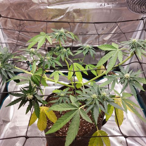Corkscrew  growlog timeline photo