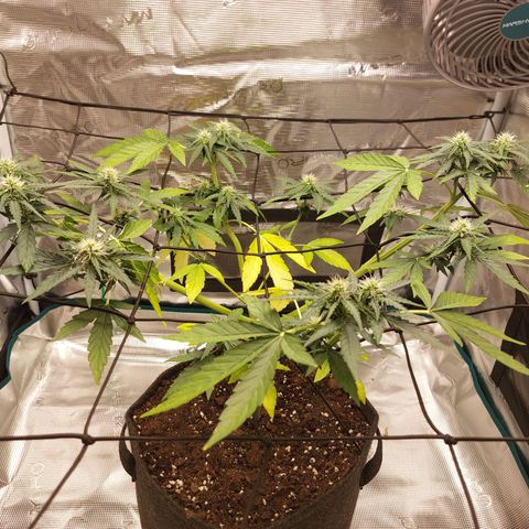 Corkscrew  growlog timeline photo