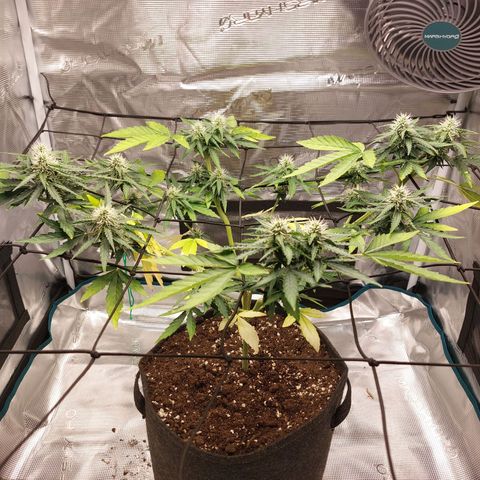 Corkscrew  growlog timeline photo