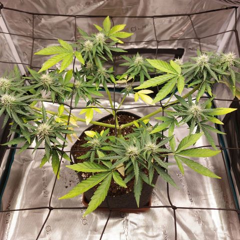 Corkscrew  growlog timeline photo