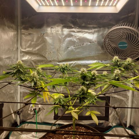 Corkscrew  growlog timeline photo