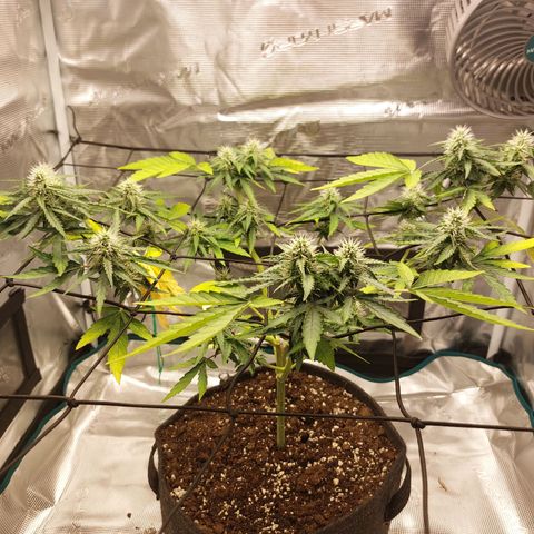 Corkscrew  growlog timeline photo