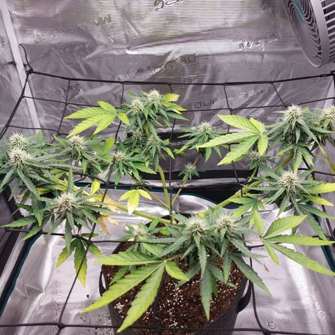 Corkscrew  growlog timeline photo