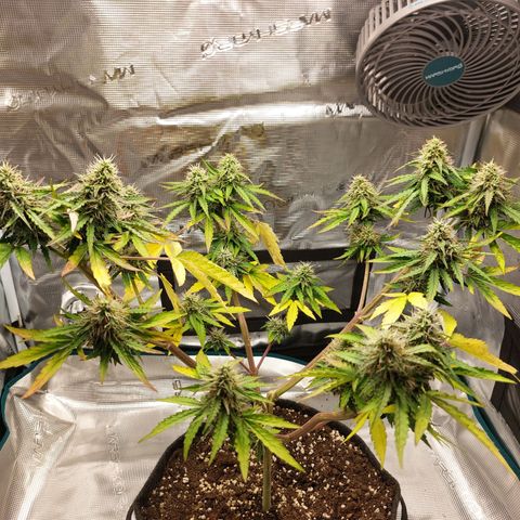 Corkscrew  growlog timeline photo