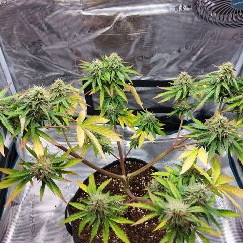 Corkscrew  growlog timeline photo
