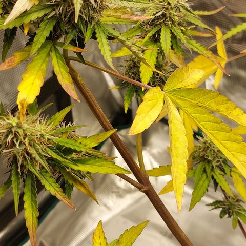 Corkscrew  growlog timeline photo
