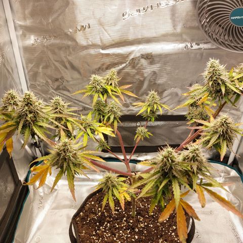 Corkscrew  growlog timeline photo
