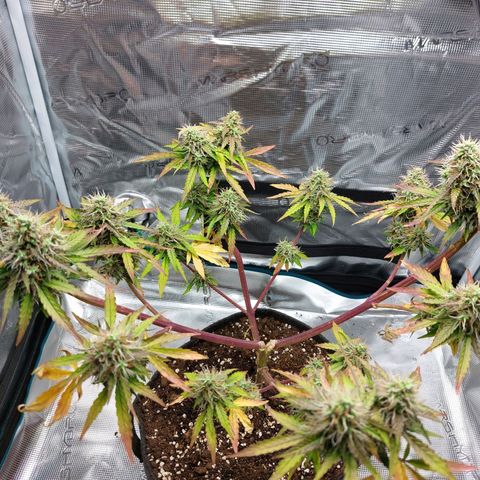 Corkscrew  growlog timeline photo