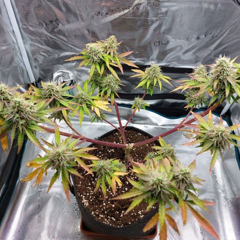 Corkscrew  growlog timeline photo