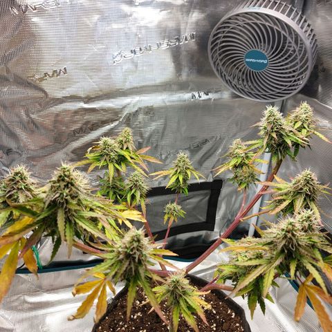 Corkscrew  growlog timeline photo