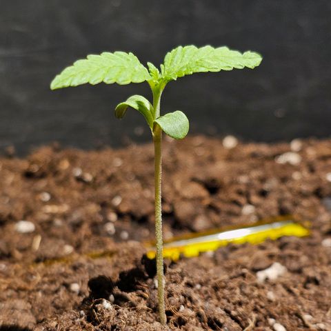 Toso growlog timeline photo