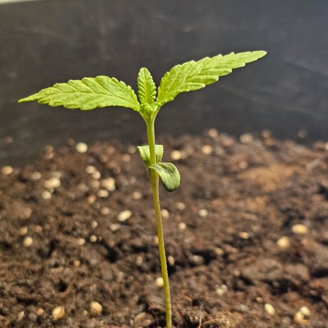Toso growlog timeline photo