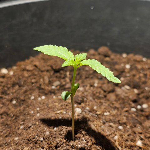 Toso growlog timeline photo