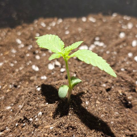 Toso growlog timeline photo