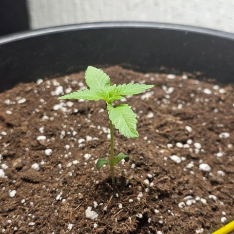Toso growlog timeline photo
