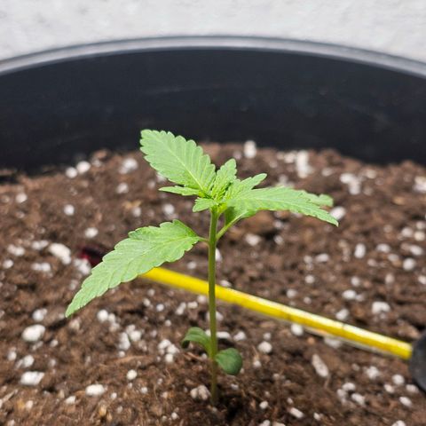 Toso growlog timeline photo
