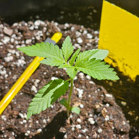 Toso growlog timeline photo