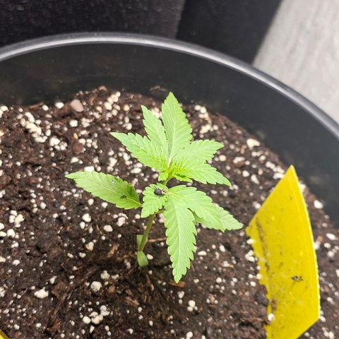 Toso growlog timeline photo