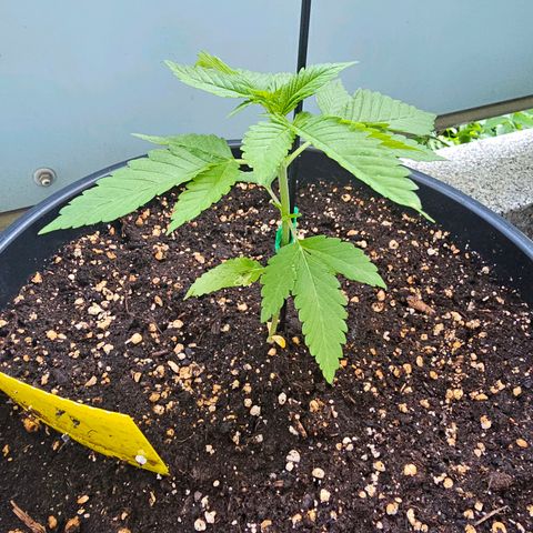 Toso growlog timeline photo