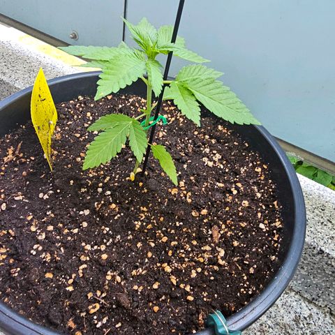 Toso growlog timeline photo