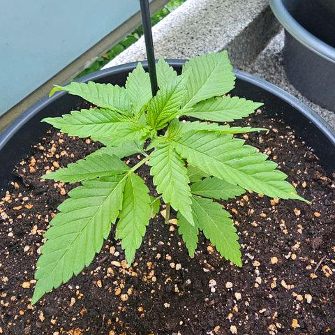 Toso growlog timeline photo