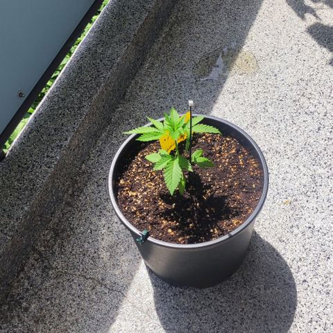 Toso growlog timeline photo