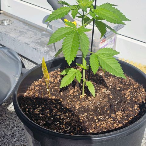 Toso growlog timeline photo