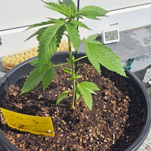Toso growlog timeline photo