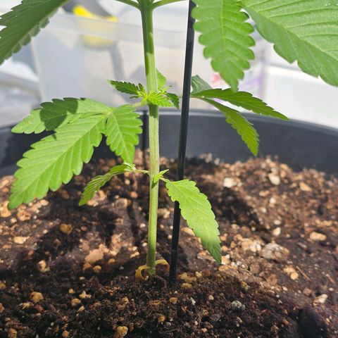 Toso growlog timeline photo