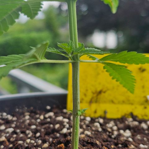 Toso growlog timeline photo
